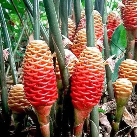 Organic Ginger Seeds – Potted Herb