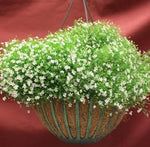 Heirloom Green Gypsophila Flower Seeds, Non-GMO Delicate Blooms for Planting for planting in your garden.