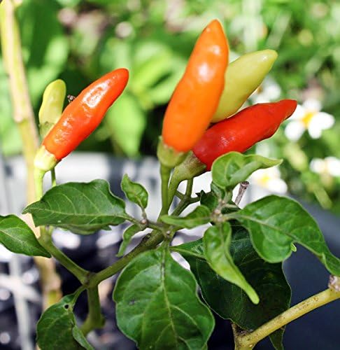 Tobasco Pepper Capsicum frutescens Pepper Seeds for Planting in Garden