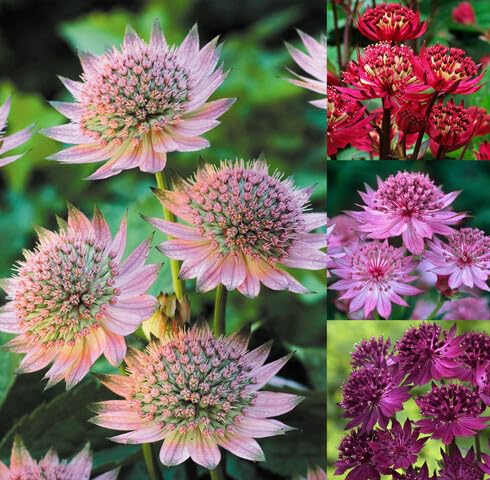Mixed Astrantia Flower - Heirloom, Non - Gmo Seeds