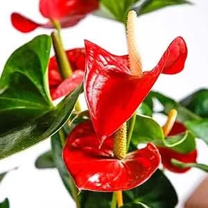 Anthurium Andraeanum Flower Seeds – Balcony & Garden