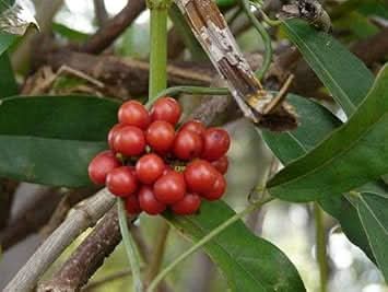 Tiliacora Fruit Seeds for Planting  Seeds