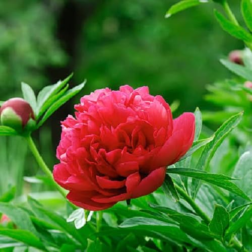 Red Peony Flower - Heirloom, Non - Gmo Seeds