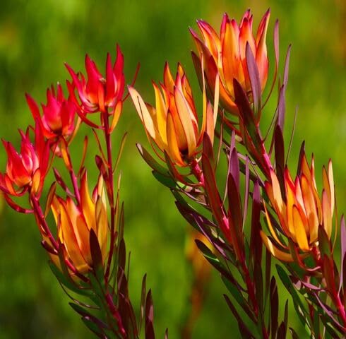 Red Leucadendron Flower