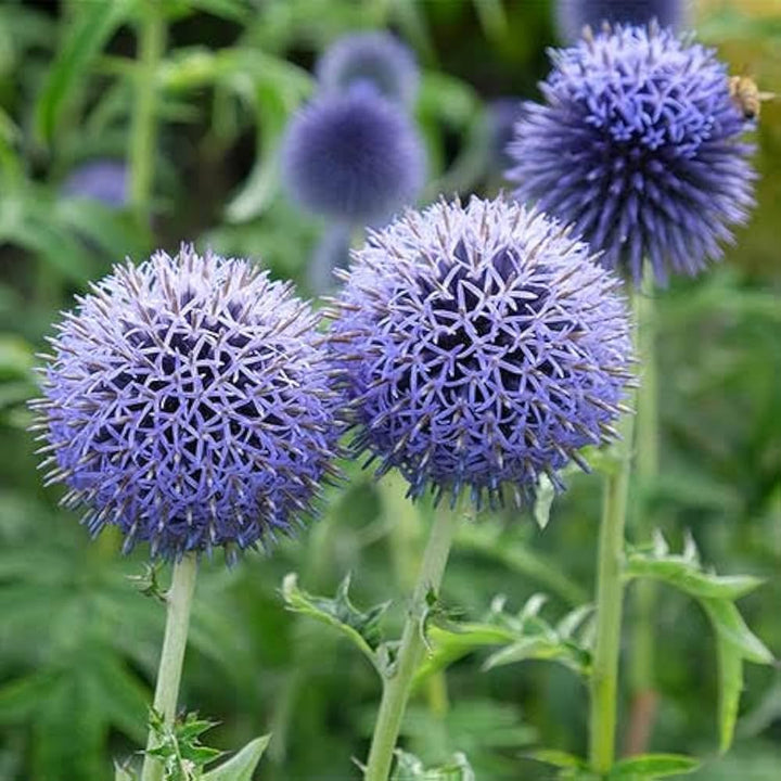 Blue Echinops Ritro Plant Seeds for Planting - 100