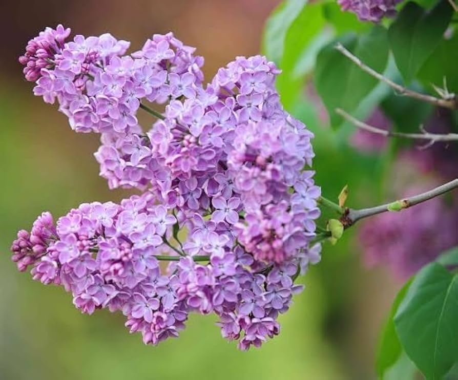Flower Mixed Species Fragrant Purple Flower Seeds for Planting – Suitable for Home Garden and Scented Borders