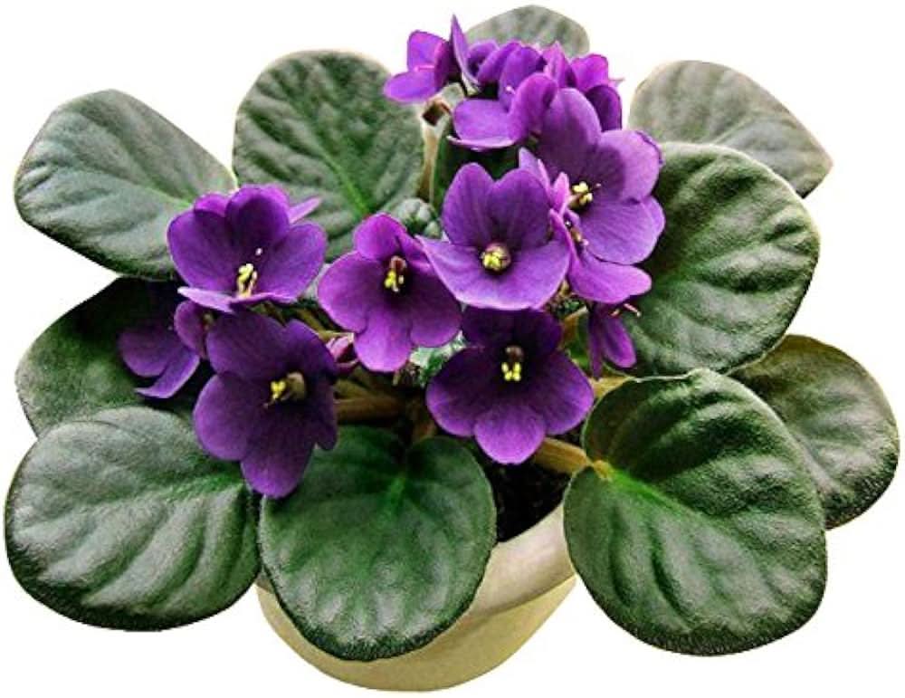 African Violet Saintpaulia Ionantha Perennial Flowering Seeds For Planting