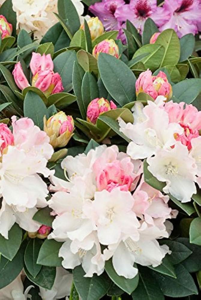 Azalea Rhododendron spp. flower seeds for planting in backyard gardening and shaded areas