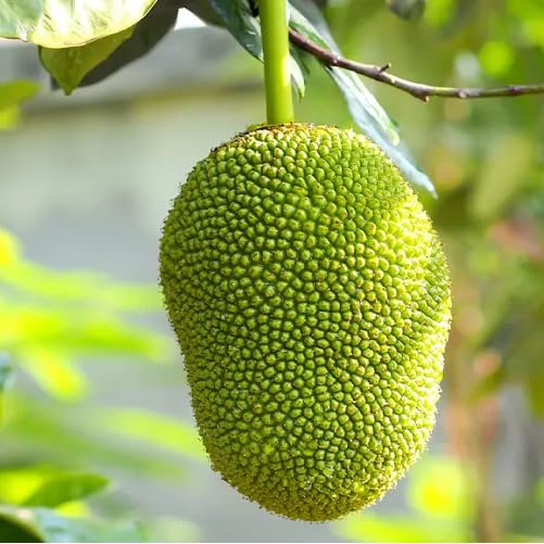 Green Jack Fruit - Heirloom, Non - Gmo Seeds