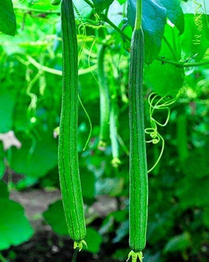 Long snake gourd Trichosanthes cucumerina vegetable seeds