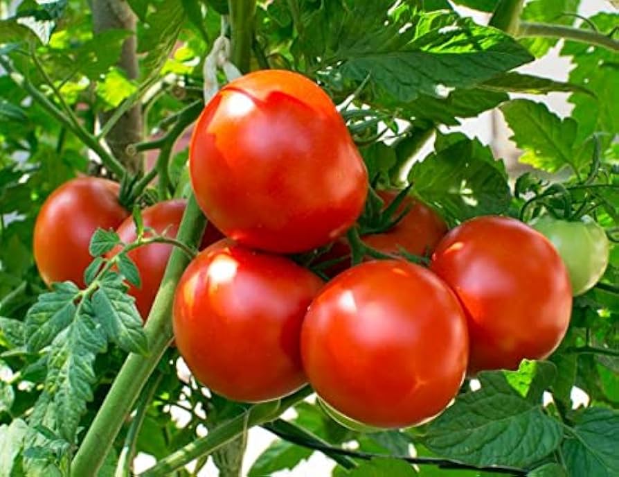 Striped Cavern Tomato Vegetable Seeds for Planting