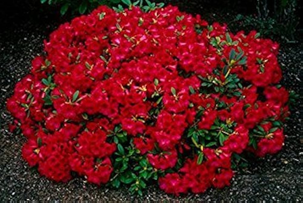 Dianthus Scarlet Red Mix Flower Seeds for Pots