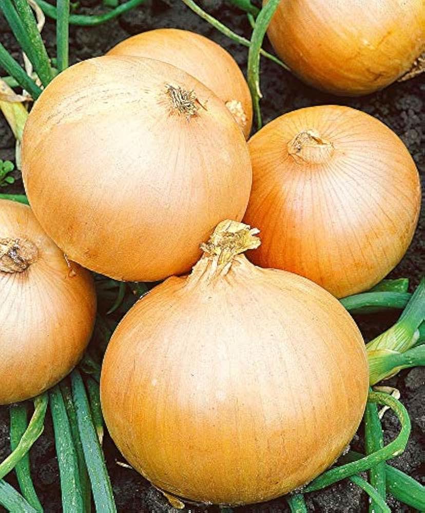 Giant Onion Green Sweet Spanish Vegetable Seeds for Garden