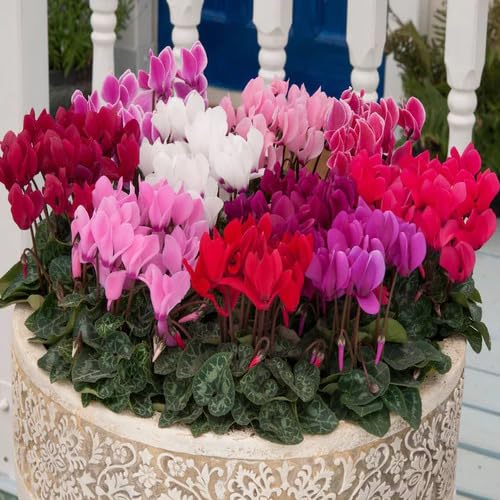 Mixed Cyclamen Flower - Heirloom, Non - Gmo Seeds