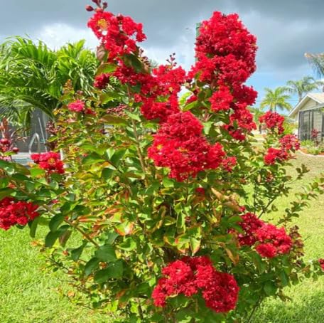 Red Lagerstroemia Flower - Heirloom, Non - Gmo Seeds