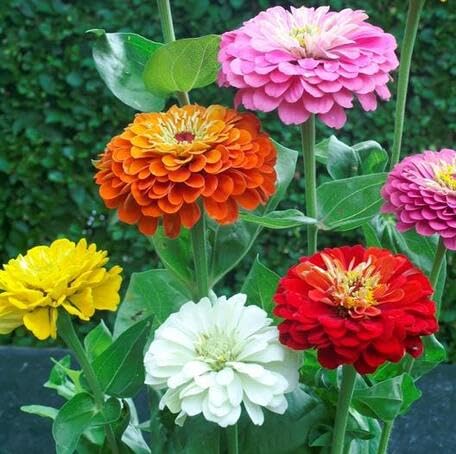 Mixed Zinnia Flower - Heirloom, Non - Gmo Seeds