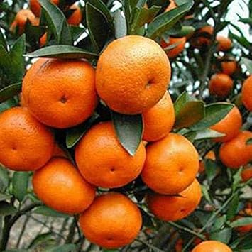 Orange Fruit Heirloom Non Gmo Image