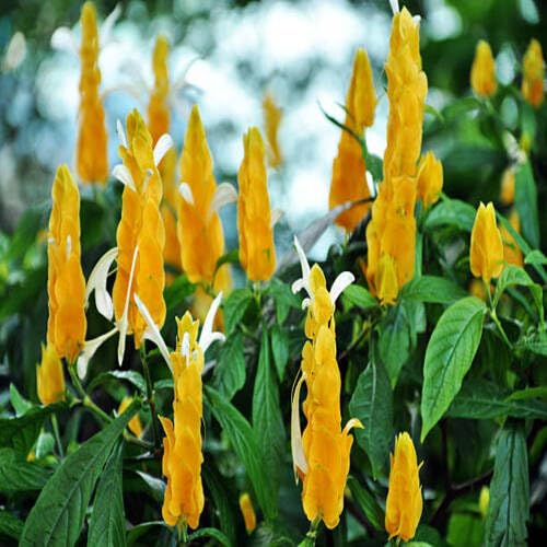 Pachystachys Green - Heirloom, Non - Gmo Seeds