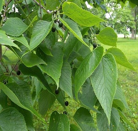 Green Hackberry Tree - Heirloom, Non - Gmo Seeds