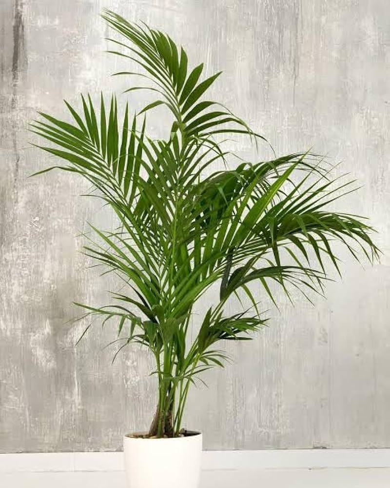 Kentia Palm Seeds for Planting Howea forsteriana for indoor gardens and tropical landscapes