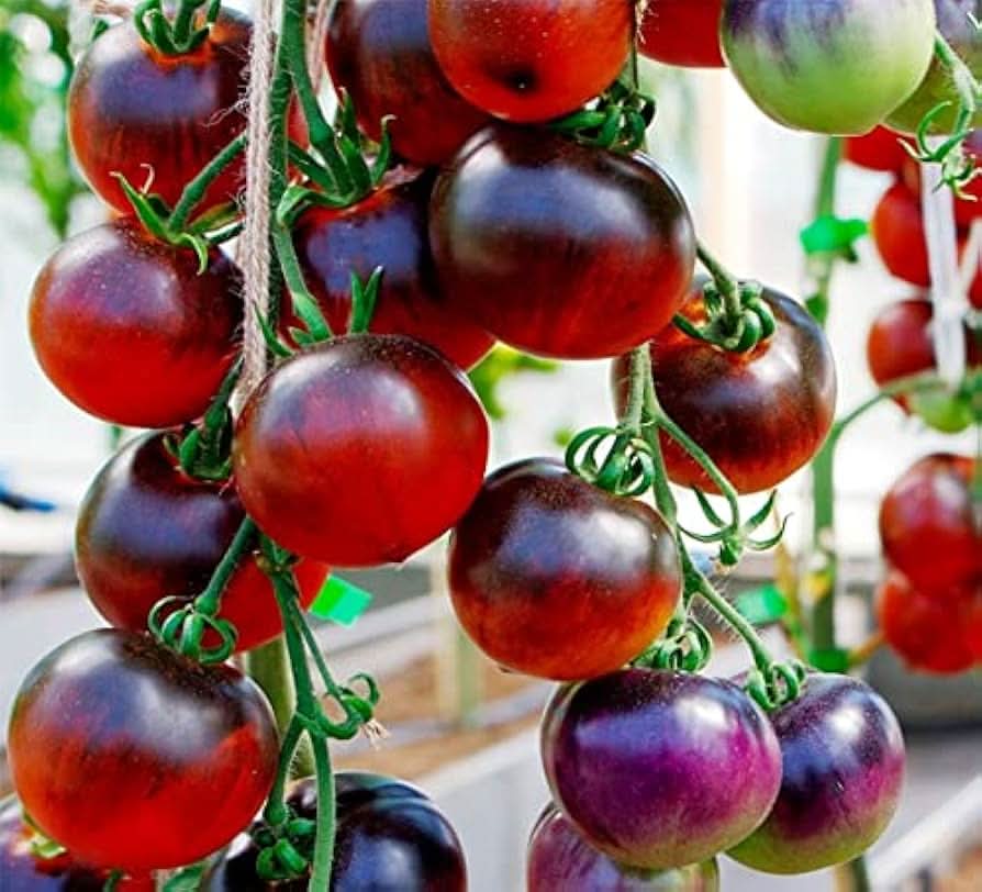 Tree Tomato Climbing Variety Chocolate Fruit Seeds