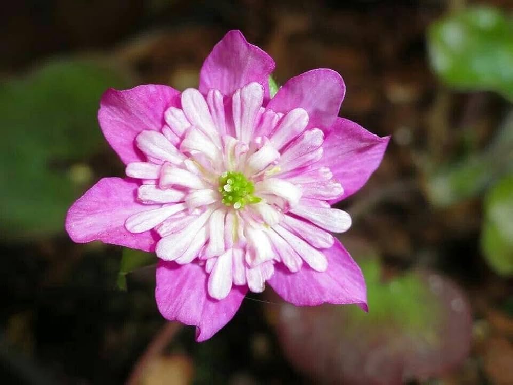 Crepis Pink Flower Seeds Seeds Beautiful Bloom