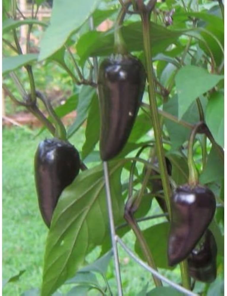 Czech Black hot pepper heirloom seeds