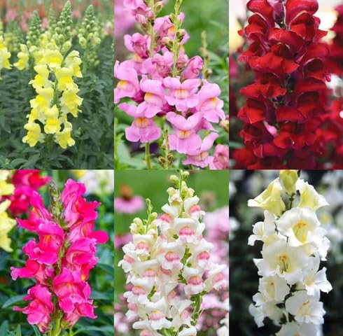 Mixed Antirrhinum Flower