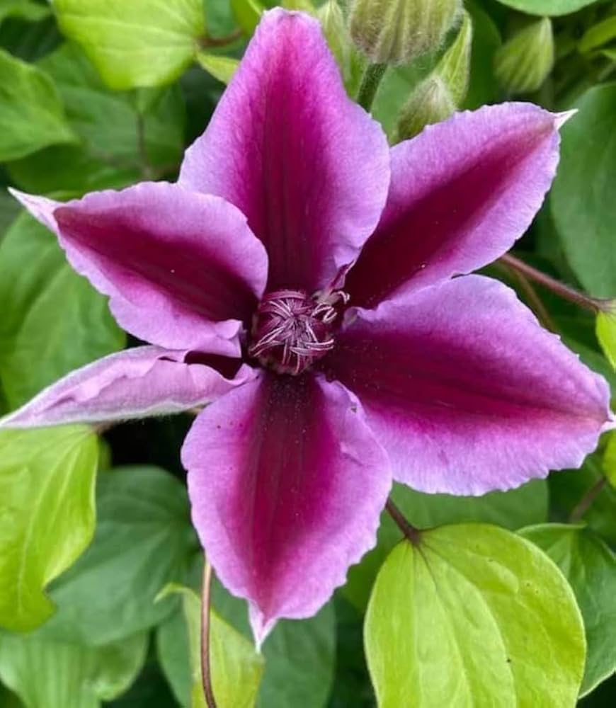 Clematis Hybrid Vines Flower Seeds - Seeds for Bees and Bonsai Gardening