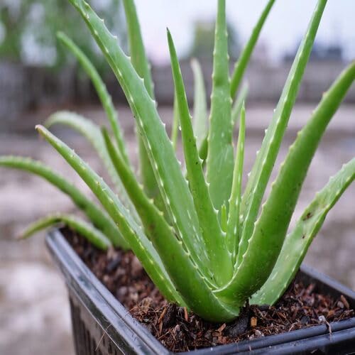 Green Aloe Vera - Heirloom, Non - Gmo Seeds