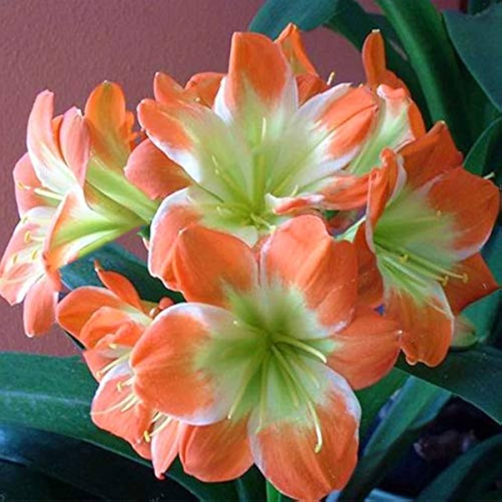 Clivia Potted Flower Seeds – for Balcony Garden