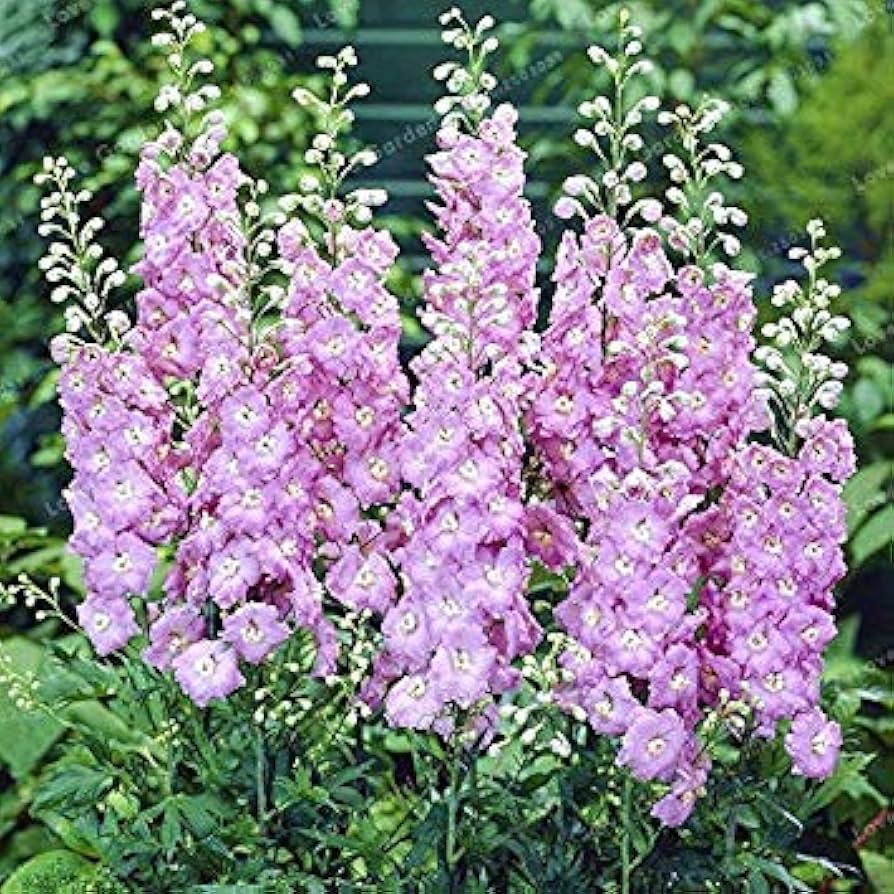 Delphinium Elatum Pink Mix Seeds for Planting Flower Borders Home Garden