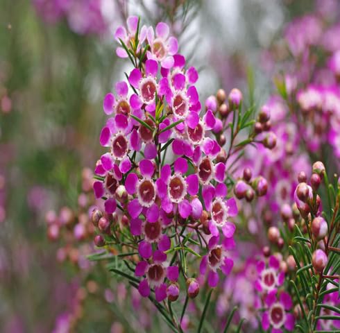 Pink Chamelaucium Flower - Heirloom, Non - Gmo Seeds