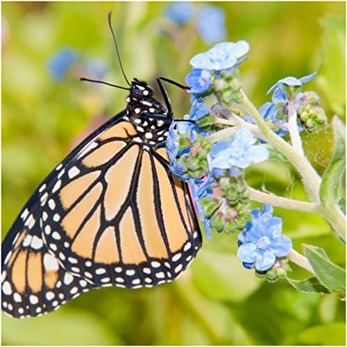 Forget Me Not Chinese Pink Seeds for Planting Garden Bed