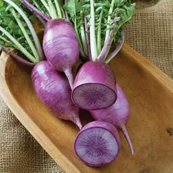 Rainbow Radish Seeds for Planting Violet