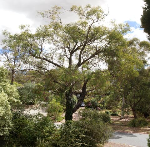 Green Eucalyptus Sideroxylon Tree - Heirloom, Non - Gmo Seeds