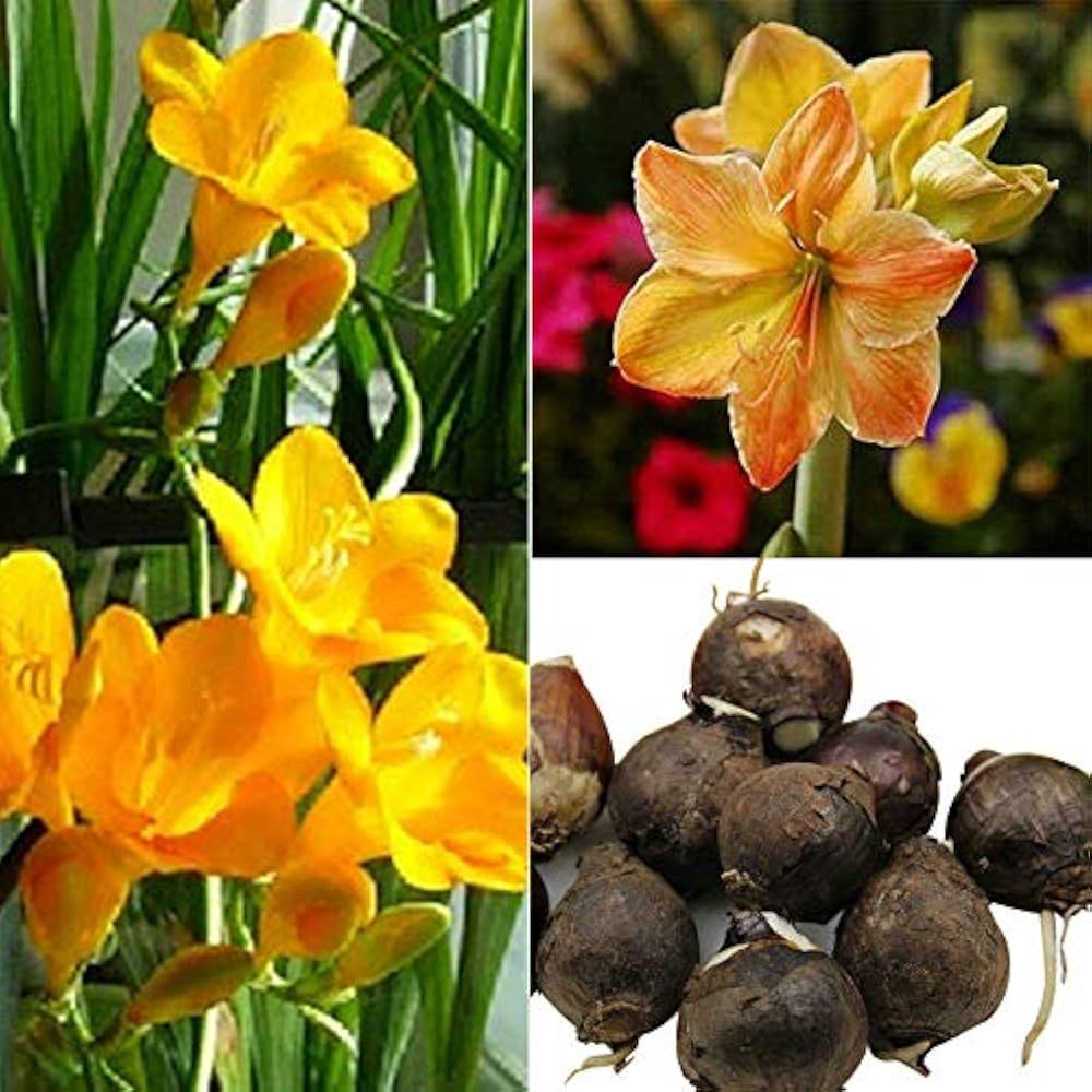 Amaryllis Hippeastrum Yellow Sunrise flower seeds for planting in indoor pots or spring flower beds