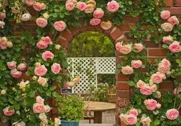 Peach Climbing Rose Plant Seeds Non-GMO Heirloom Garden Seeds for Planting Beautiful Flowers Dhara Seeds