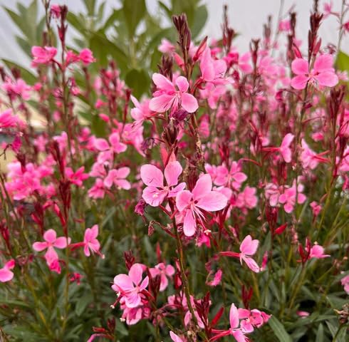 Pink Gaura Flower - Heirloom, Non - Gmo Seeds