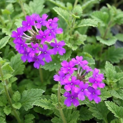 Purple Verbena Flower - Heirloom, Non - Gmo Seeds