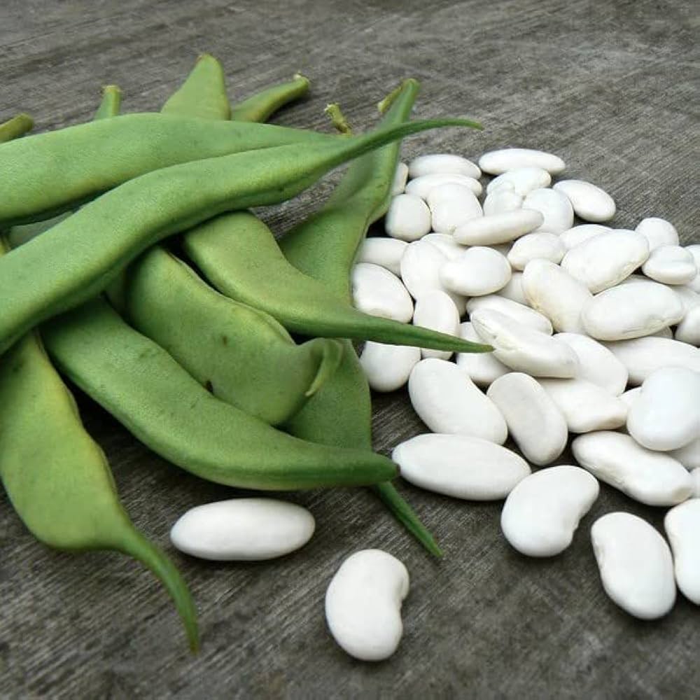 Bean Phaseolus Vulgaris White Vegetable Seeds for Planting – Heirloom Variety for Kitchen Garden and Fresh Harvest