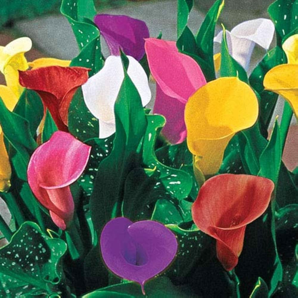 Calla Lily Zantedeschia aethiopica Flower Seeds for vertical garden and home containers