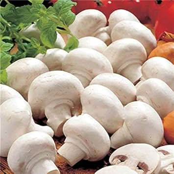 Mushroom Seeds for Planting, White