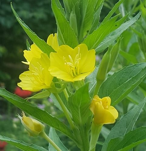 Yellow Primrose Flower - Heirloom, Non - Gmo Seeds