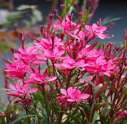 Pink Gaura Flower - Heirloom, Non - Gmo Seeds