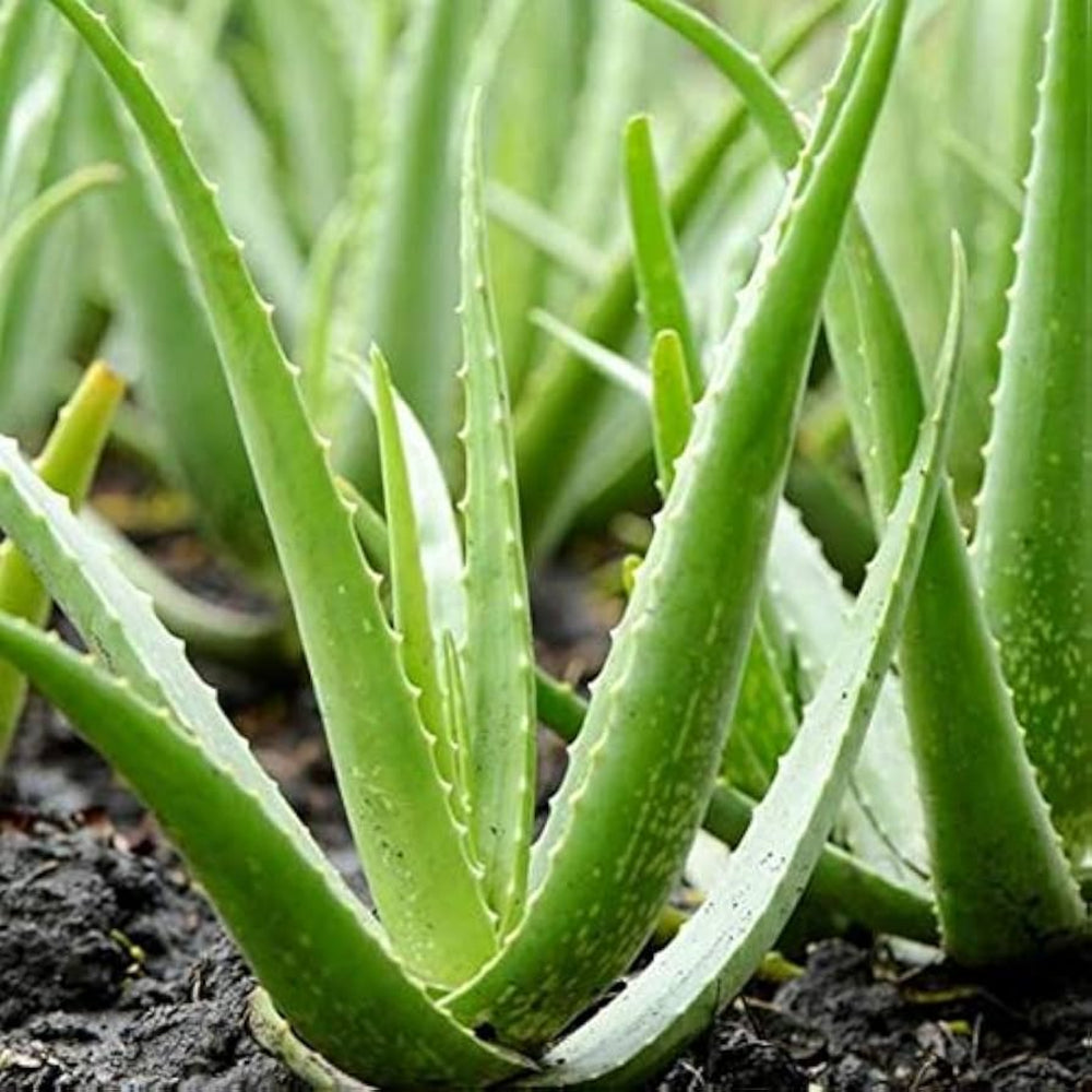 Edible Aloe Vera Plant Seeds for Planting - NON GMO Seeds