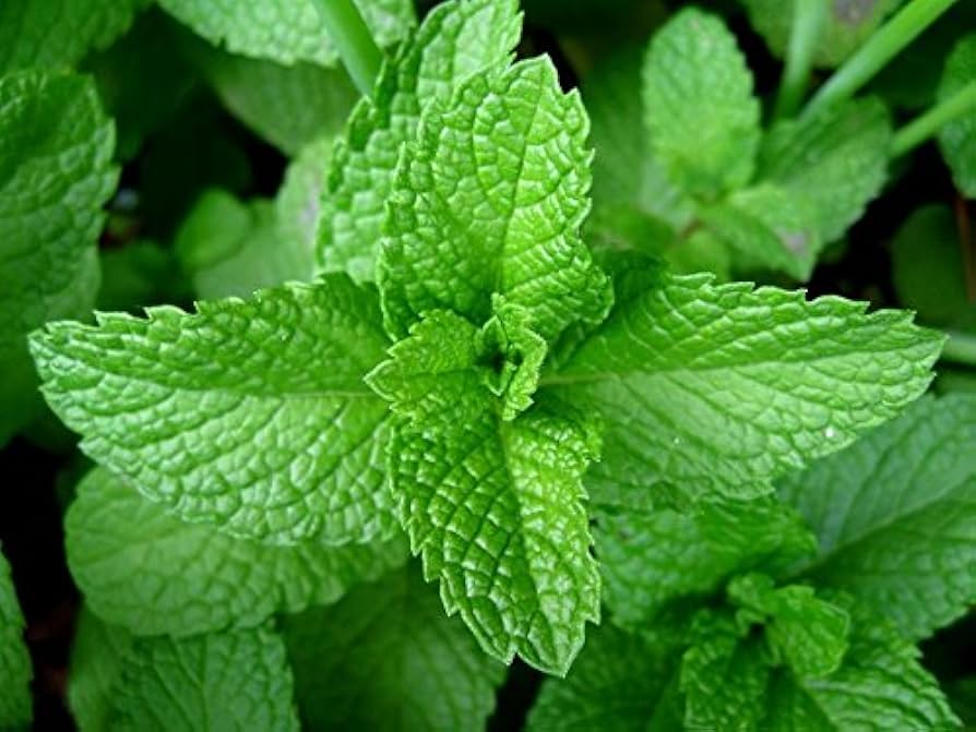 Heirloom Peppermint Mint Herb Seeds