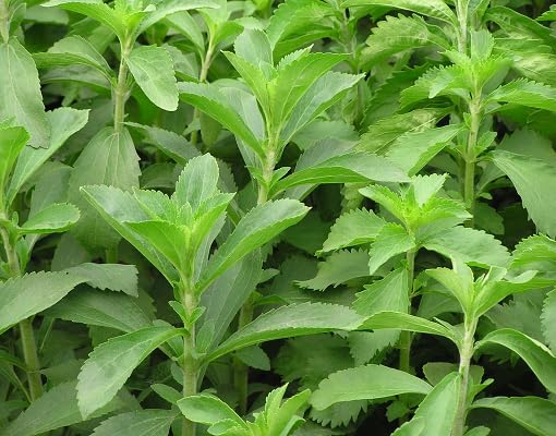 Green Stevia