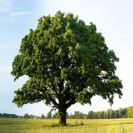 Oak Tree Green