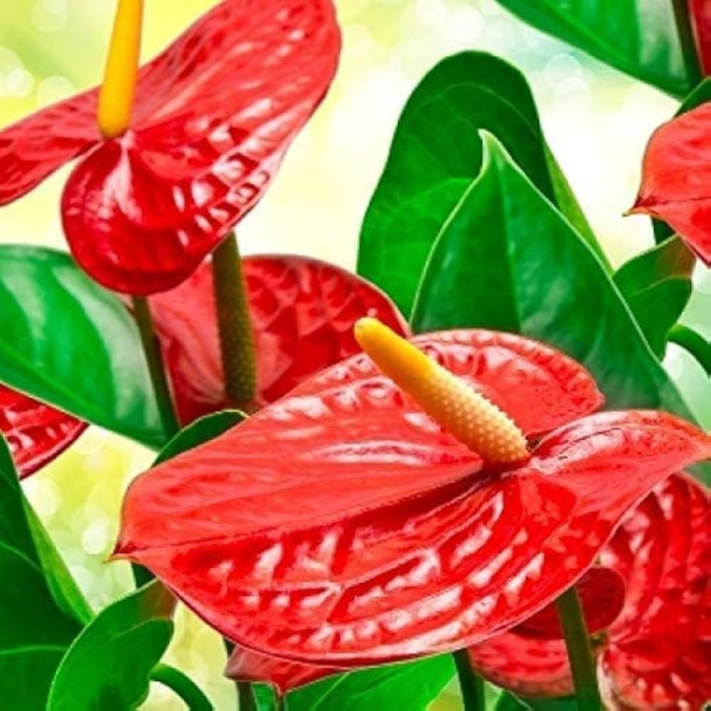 Anthurium Andraeanu Flower Seeds for Planting in Balcony and Home Garden for DIY Projects